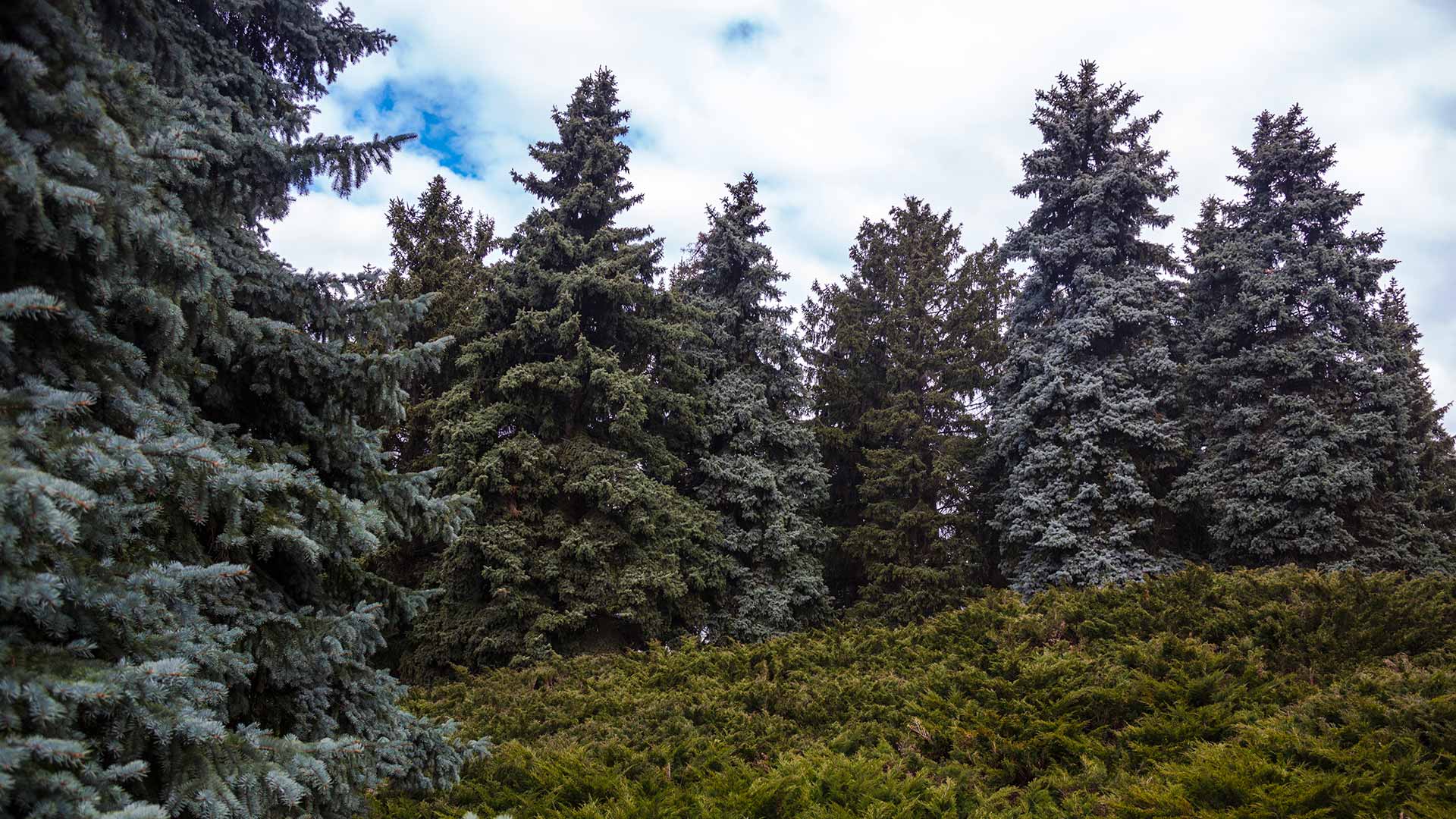 3 Ways to Master Plant Health Care This Year Tree Keepers LLC