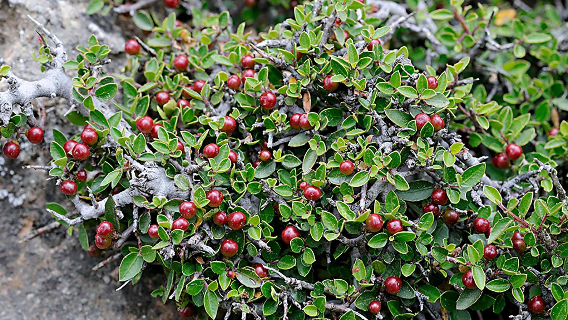 3 Common Shrubs Used to Create a Hedge Tree Keepers LLC