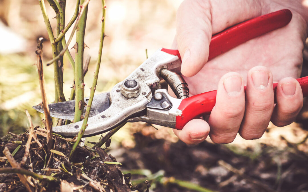 DIY Pruning Practices That Could RUIN Your Plant