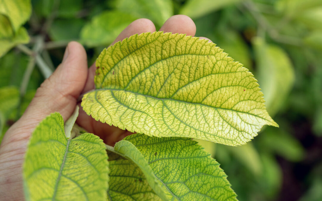 Does Your Tree Have Iron Chlorosis? Here Are the Signs