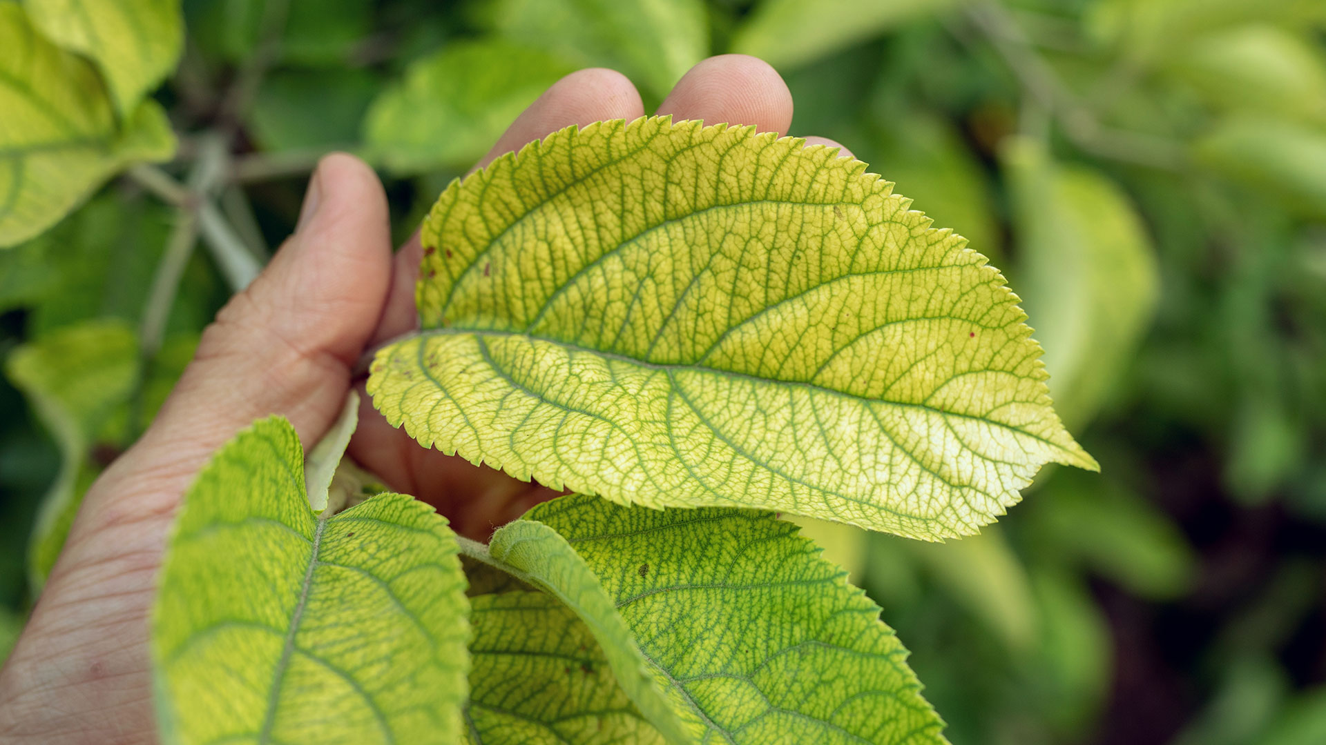 Does Your Tree Have Iron Chlorosis? Here Are the Signs Tree Keepers LLC