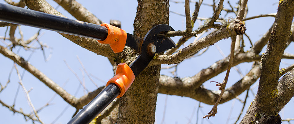 Tree Care 101 – Know Your Tree Terms