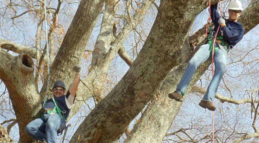 Can Cutting Branches Kill a Tree?