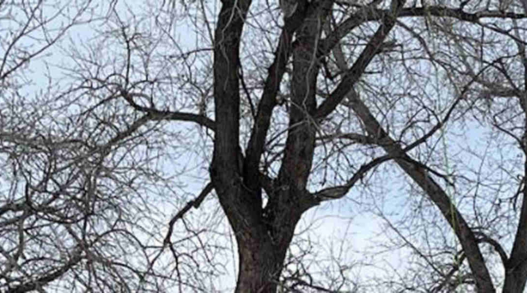 How to Spot Dead Tree Branches