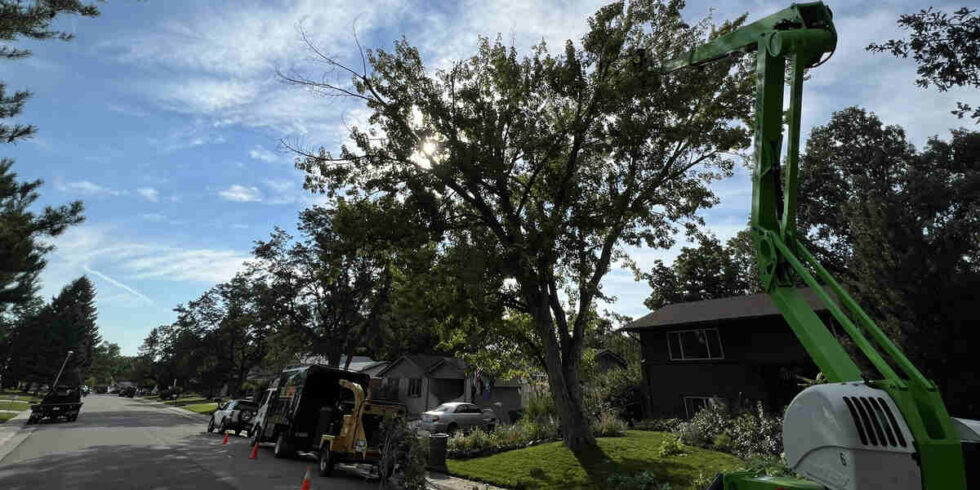 How to Stop Tree Roots From Growing Back: Effective Methods
