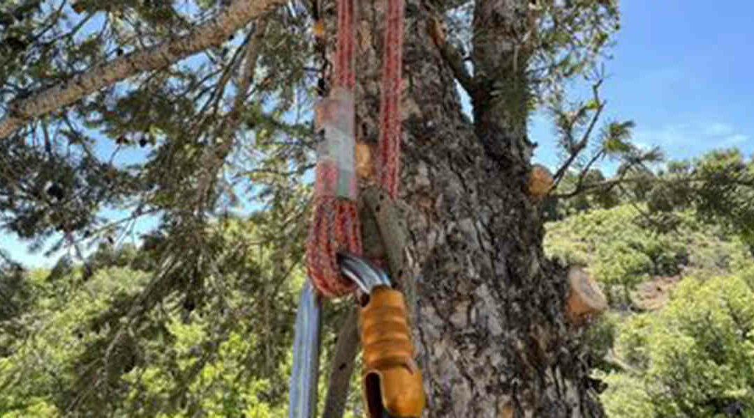 How To Tie off Tree Limbs When Cutting