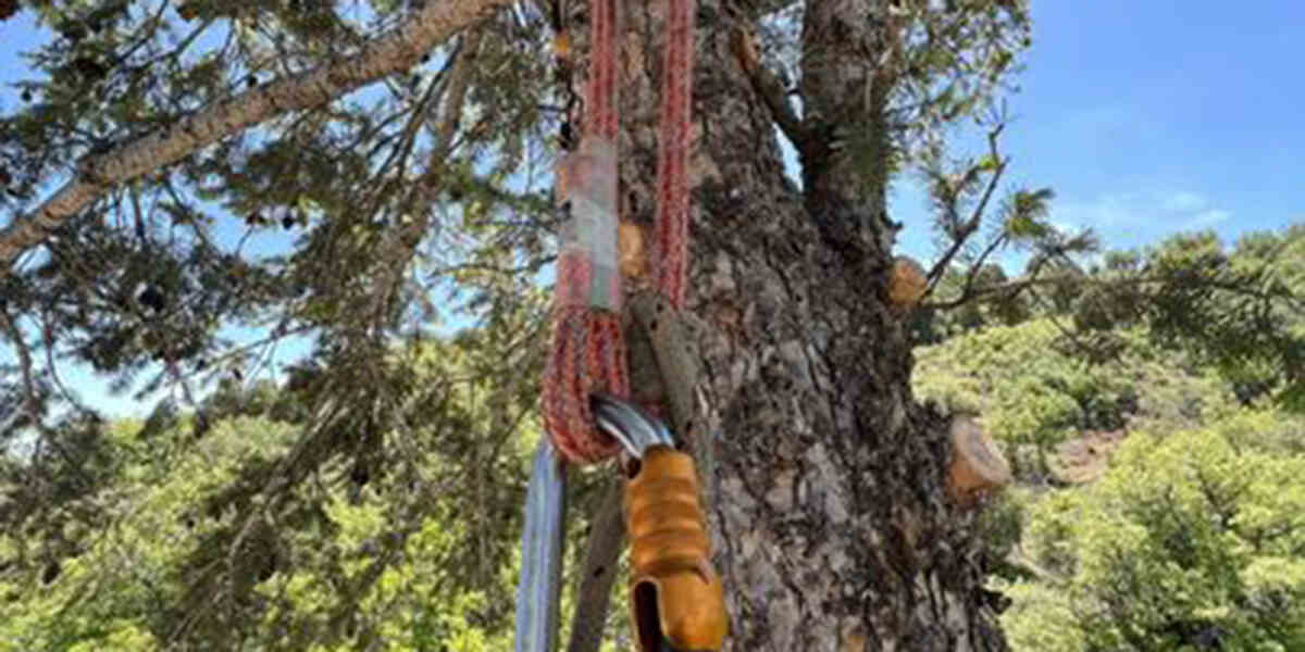 How to Tie off Tree Limbs When Cutting: Comprehensive Guide