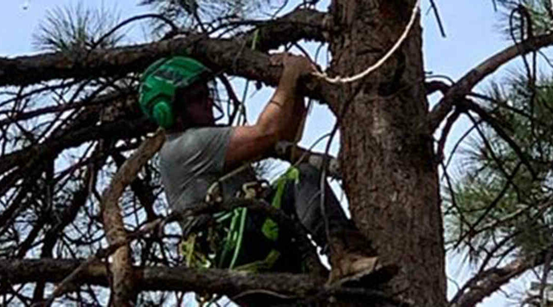 Four Compelling Reasons to Hire Tree Care Professionals