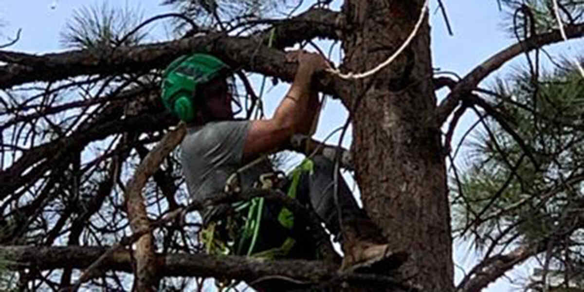 tree care professionals
