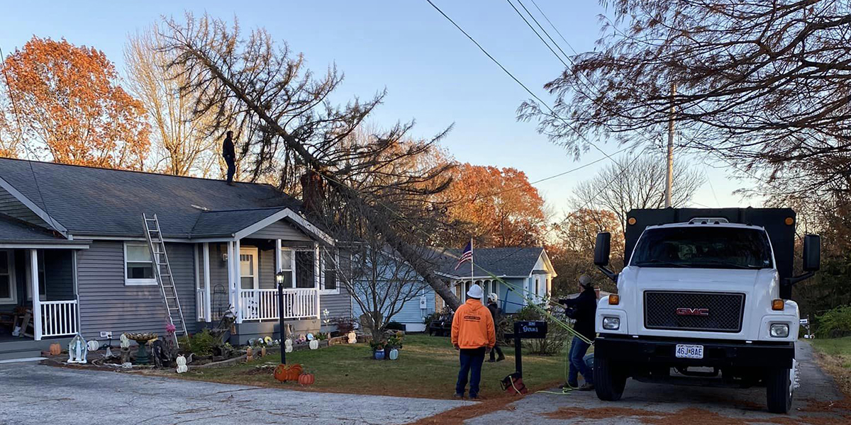 who to call when a tree falls in your yard
